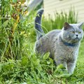 猫のマーキングは去勢避妊手術や生活環境で改善できる！