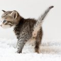 猫の危険な『お尻』の病気3選！原因や症状・予防策を解説