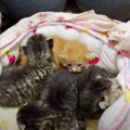 生後半年でママになった猫…7匹の子猫と共に緊急保護！