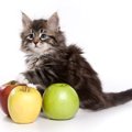 12月12日『世界りんご猫デー』とは？知っておきたい由来や意味