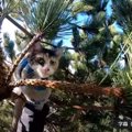 木の上で嵐を耐える子猫…響き渡る鳴き声に救助の声噴出！