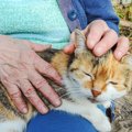 物言わぬ猫の命を守るために米国のボランティアが下した決断