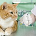猫の避妊手術がタダ！？「ねこけん動物病院」はどんな動物病院？