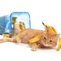 猫の「ゴミ箱漁り」をやめさせるには？４つの対策
