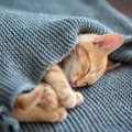 猫の睡眠が不規則で心配……猫に効く『寝かしつけ』のポイント５つ