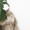 猫の心にストレスを与える『飼い主の無意識行動』4選