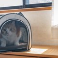 【防災対策】猫との『同行避難』に必要なアイテム4選