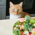 猫には絶対NGな「危険な野菜」4つ　誤飲した場合の症状や対処法　最悪…