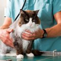猫の不治の病『猫伝染性腹膜炎（FIP）』ってどんな病気？