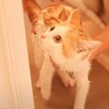 保護した子猫を『初めてお風呂』に入れてみたら…予想外の反応が尊すぎ…