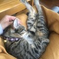 猫を撫でるだけで寝かしつける『４つポイント』を解説