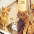 引っ越しで捨てられた猫兄弟…繋がった運命の出会いとは？