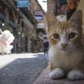 トルコは猫の楽園！猫好きが多い理由