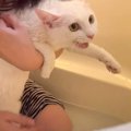 元野良の白猫を初めてのお風呂に入れてみたら…まさかの『見た目の変化…