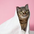 愛猫のケアに『シャンプータオル』が役立つ4つのシーン　使う頻度や選ぶポ…