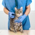 猫の必須アミノ酸「タウリン」とは？不足が招く危険な病気や症状