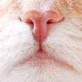 猫のくしゃみの原因と考えられる病気や対処法
