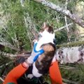 木の枝に引っかかった猫…悲痛な鳴き声に救助が出動！