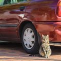 猫をタクシーに乗せるときに気を付ける6つのこと