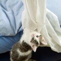 猫がカーテンをボロボロにする…対策出来る5つの事