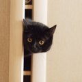 猫の『隠れやすい場所』3選！それぞれの理由と隠れ上手な子の見つけ方