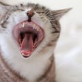 猫の『口内炎』は感染る？発症原因や症状・治療法