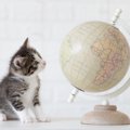 猫にまつわる『世界のことわざ』4選　日本と共通するものから外国なら…
