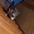 爆速で階段を駆け上がる猫…『全くブレない動き』がアスリートすぎると…