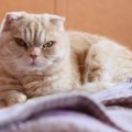 猫の尿路結石とは？症状と治療法から予防法まで