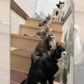 階段に並ぶ5匹の猫が首をかしげる様子が可愛すぎた…見事なシンクロに7…