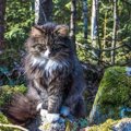 北欧に昔からいる猫、ノルウェージャンフォレストキャットと神話