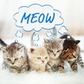 猫の色々な鳴き声動画15選！