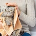 水を使わない秘策も！『お風呂嫌いな猫』をキレイにする5つの方法
