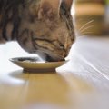 『シニア猫向けの食事』はどんなもの？2つの特徴と気を付けるべきこと