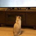 猫はテレビをどんな気持ちで見ているの？６つの心理