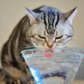 猫に『良くない水』の特徴3つ！摂取してしまった時の症状や対処法とは