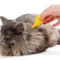 猫の致死率60％『重症熱性血小板減少症候群（SFTS）』原因や症状、予…