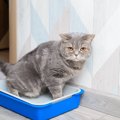 猫の「シュウ酸カルシウム結石」とは？気になる症状や原因、ストルバ…