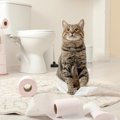 猫トイレに試したい『消臭方法』4つ！こんな一手間で困った臭いは軽減…