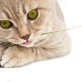 猫に水菜を食べさせても大丈夫？与えた時の効果や注意点、猫草の効果