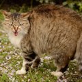 怒った猫の声や耳の形など5つの体の変化