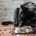 猫のご飯の食べ方がヘタな場合に考えられる理由５つ