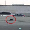 高速道路を走って逃げる黒猫…危険な救出劇の行方は？