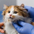 愛猫の病院通いが楽になる？　猫の『不安』を和らげる新薬、米国当局…
