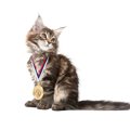「飼い主の耳になって支える」賢い猫が、最高賞を受賞