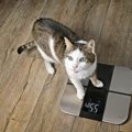 猫の体のコンディションをチェックする方法とは？体重の正しい測り方…