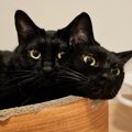 仲良し過ぎる黒猫2匹が合体…？頭が二つ付いている様子に「相当な(双頭…