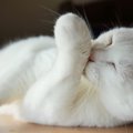 絶対見逃NG！『不安を抱えている猫』に現れる5つの変化とケア方法