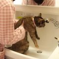 『高度な嫌がらせ』掃除中に洗面所から出ていかない猫　ほっこりする…