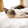 【世界にゃん事情】フランス トゥルーズの猫たち